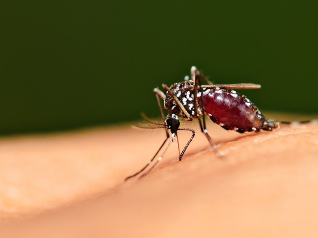 Unesco Distingue Trabalho de Investigador sobre Malária